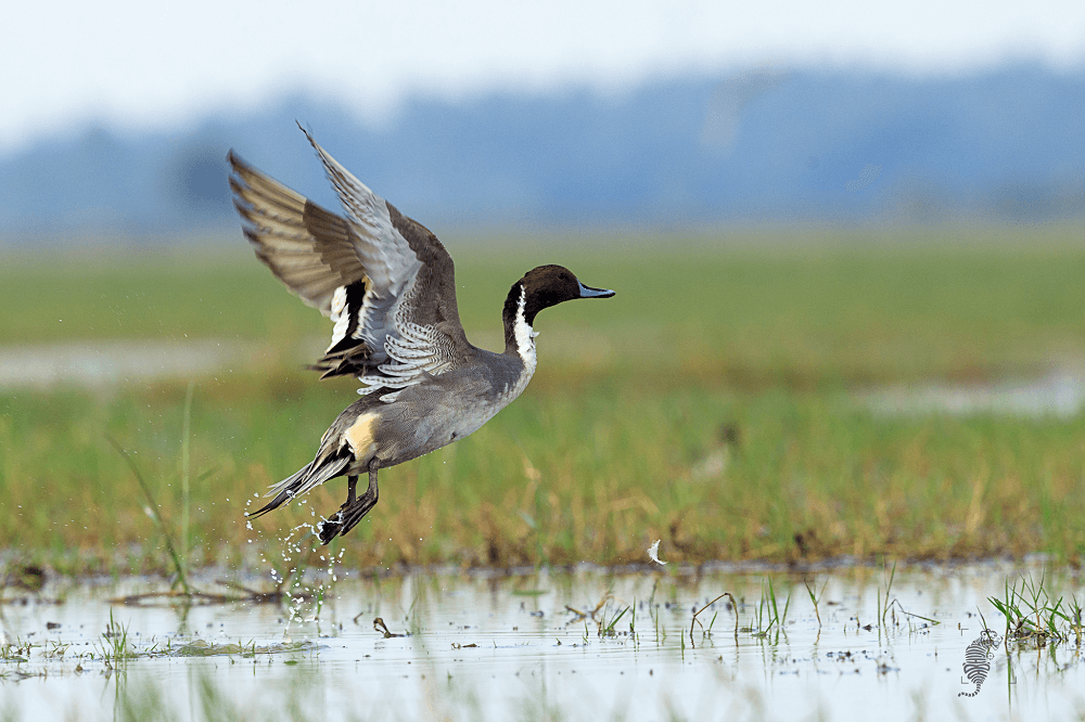The Northern pintail 